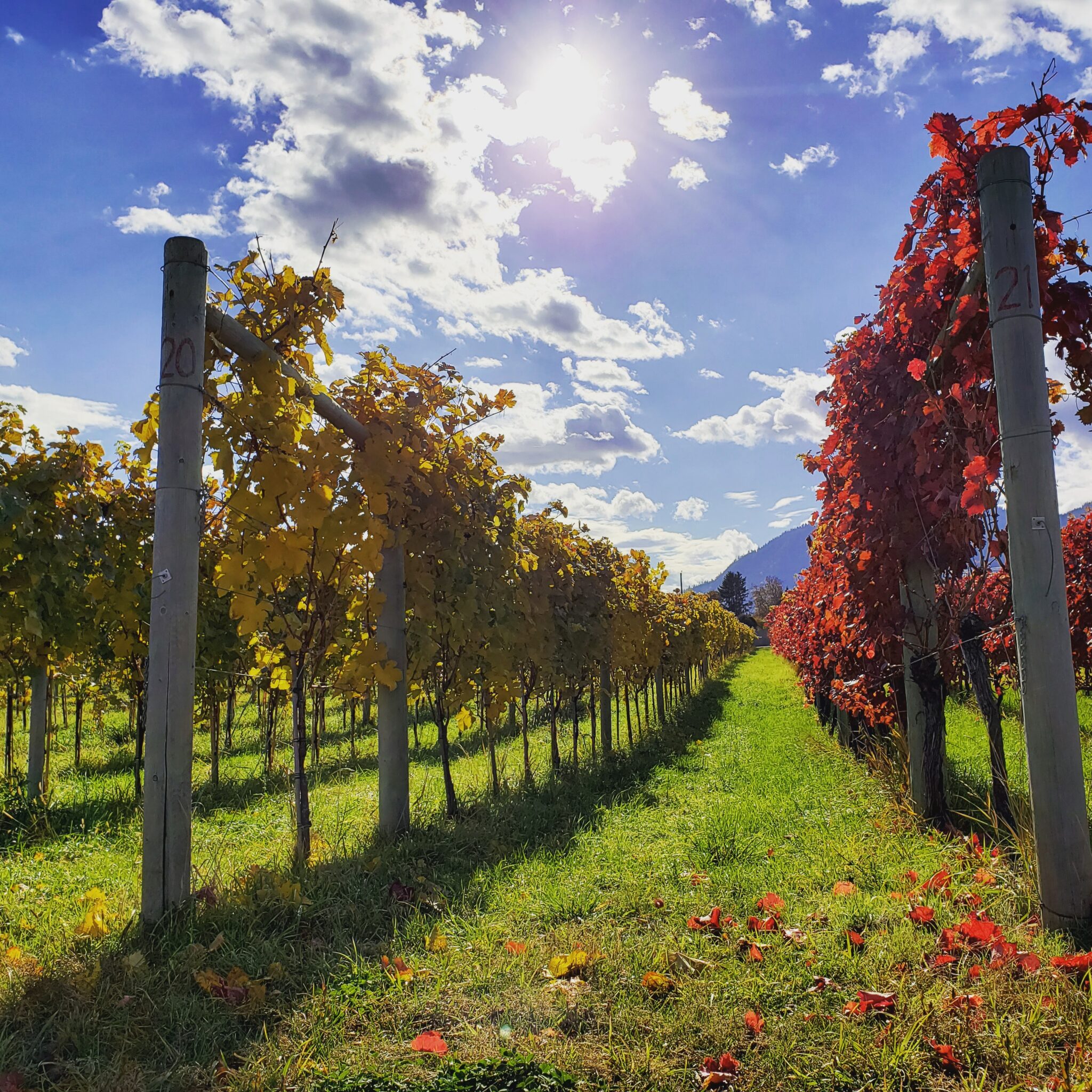 8th Generation Vineyard winery image