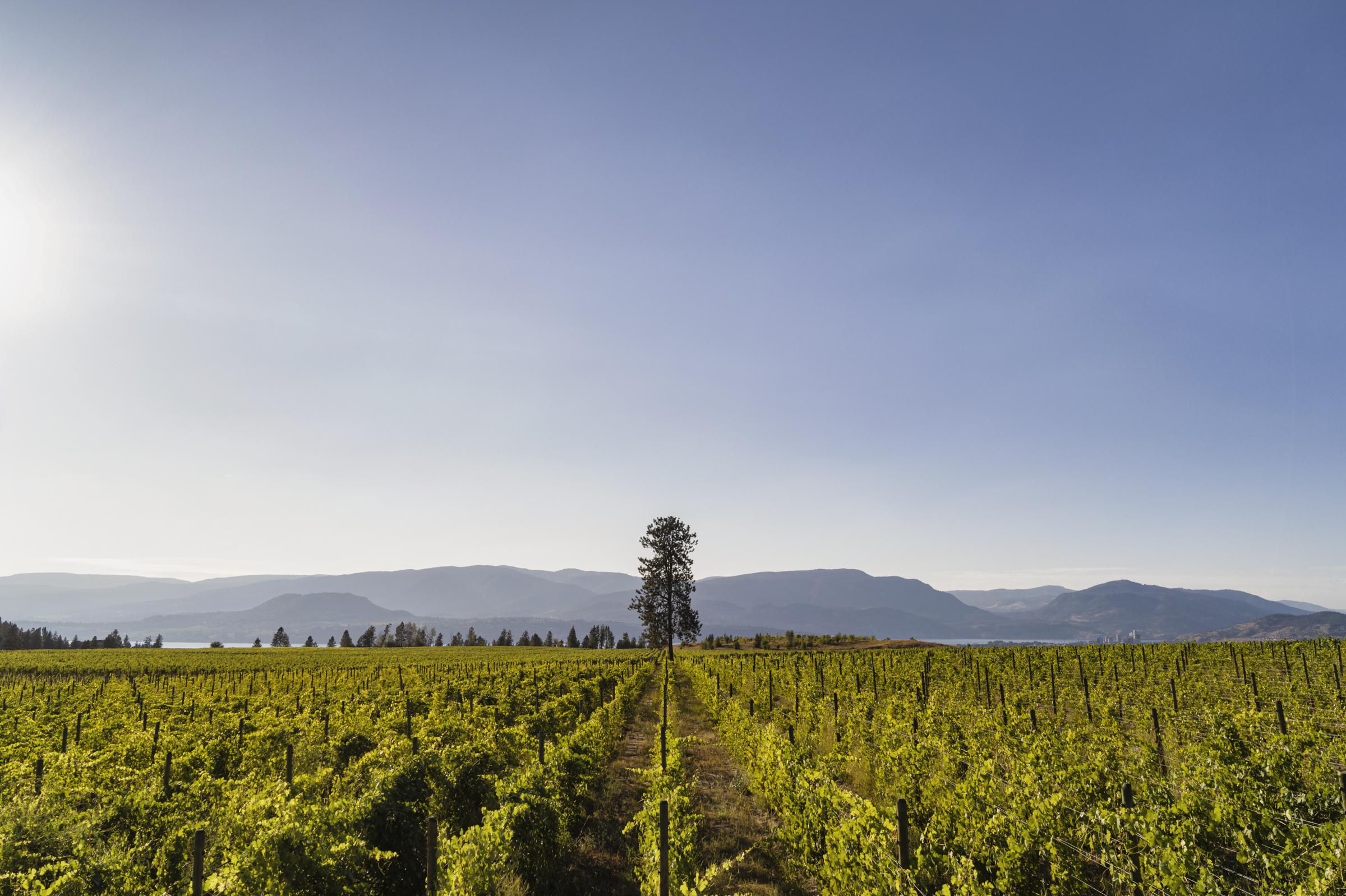 Ailm Estate winery image